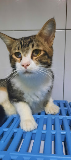 Leow Veterinary Clinic and Surgery