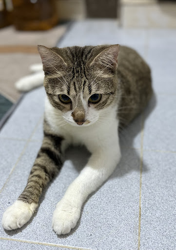 KITTY’S CARE VETERINARY CLINIC BANDAR SRI PERMAISURI (KLINIK HAIWAN & SURGERI)
