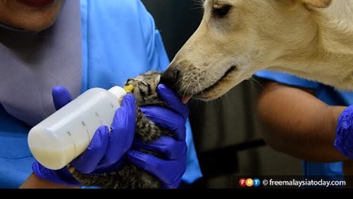 Ohana Veterinary Clinic & Surgery (TTDI)