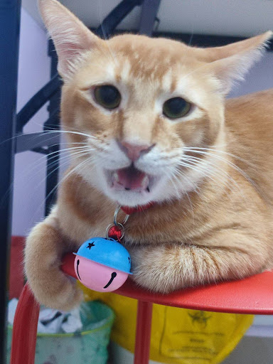 Catnest Veterinary Clinic (Sg Besi)