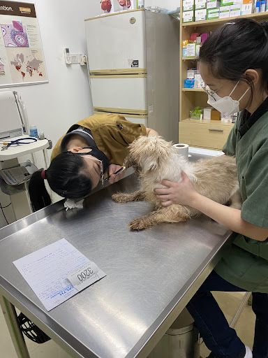 Pets Health Veterinary Clinic And Surgery