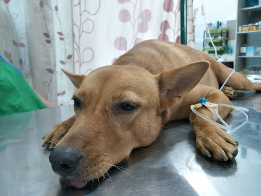 Aishin Animal Clinic And Surgery