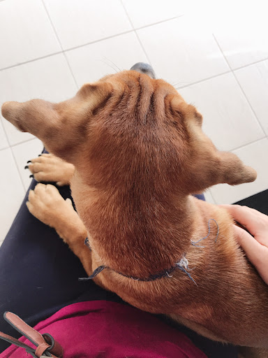 Chong Veterinary Clinic