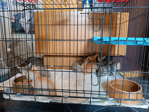 Noah's Ark Animal Birth Control Clinic (Melaka)