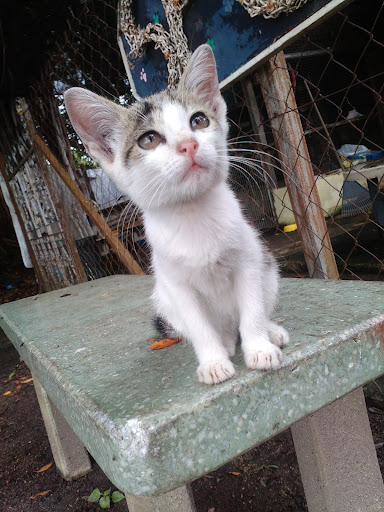 DR. JEYA VET CLINIC MELAKA