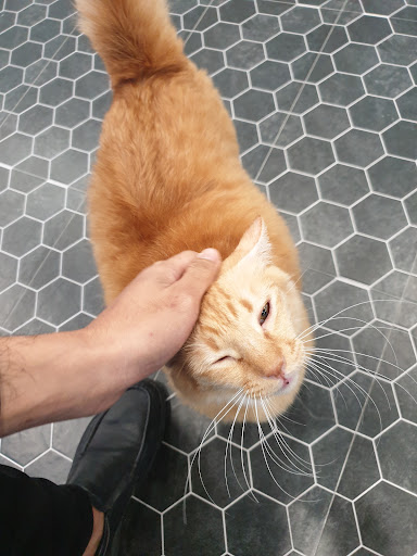 Klinik Veterinar dan Surgeri Nilai