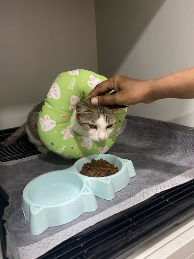 Petphilia Veterinary Clinic