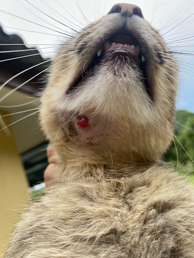 Pejabat Perkhidmatan Veterinar Daerah Kuala Pilah