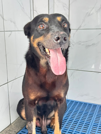 Lukut Veterinary Clinic 芦骨兽医诊所
