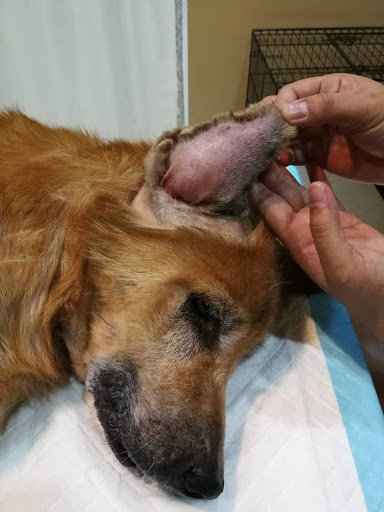 Rasah Veterinary Clinic (R.V.C)