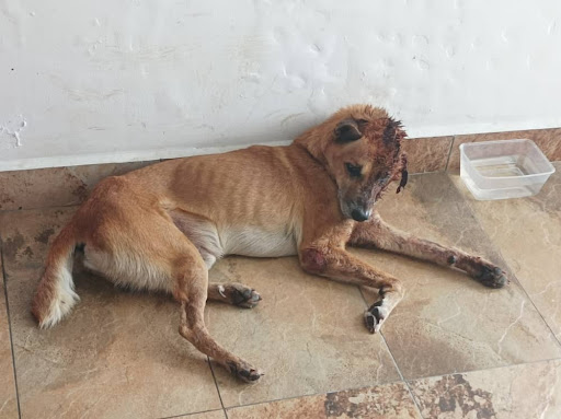 Trinity Veterinary Clinic