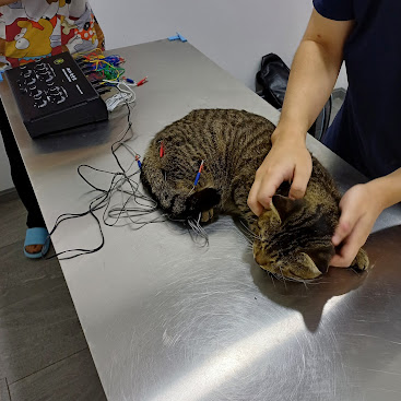 Blossom Animal Clinic