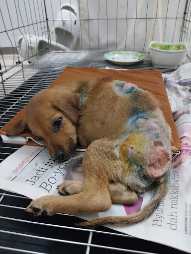 Klinik Haiwan JJ Vet Taman Desa Damai (Boh Animal Medical Centre Sdn. Bhd)