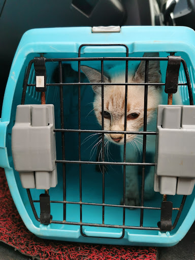 Klinik Haiwan & Surgeri Jerantut