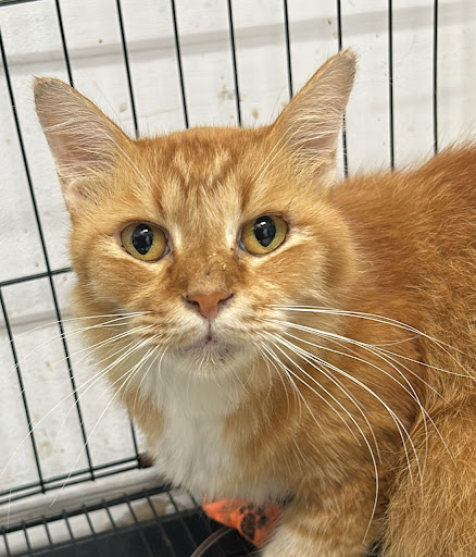 Empire Veterinary Clinic