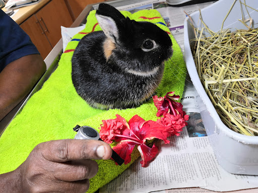 Exotic Animal Veterinary