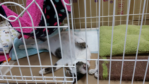 Our Happy Pets, Bukit Antarabangsa