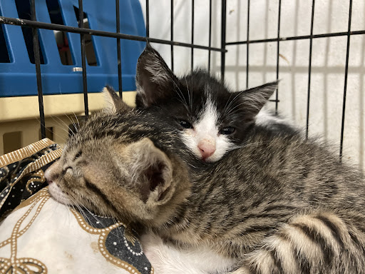 KLINIK HAIWAN DAN SURGERI KITTY’S CARE BANDAR INDERA MAHKOTA