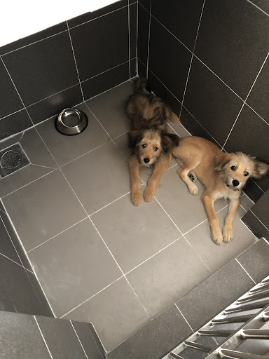 Pawsome Animal Medical Centre