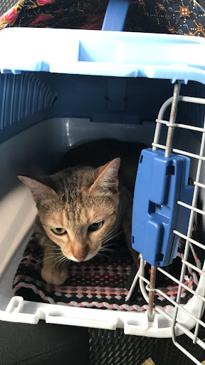 Klinik Haiwan Beserah ( Cat only )