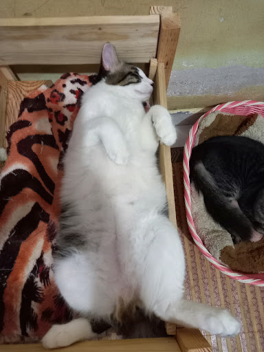 KLINIK VETERINAR VETCARE RP