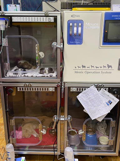 Jawhari Cat Medical Centre