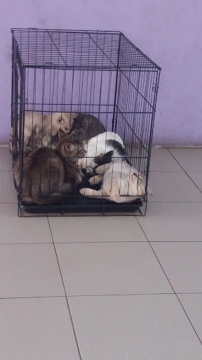 Jabatan Perkhidmatan Veterinar Pahang