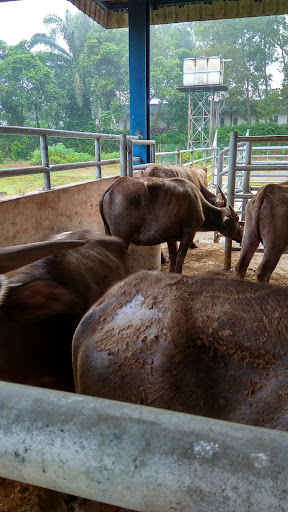 Kompleks Abatoir Temerloh, Jabatan Perkhidmatan Veterinar