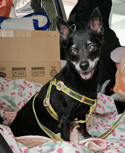 Windsor Animal Hospital