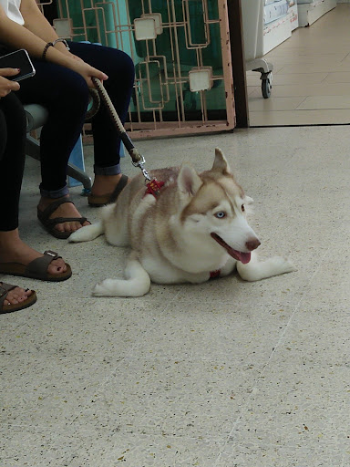 Grace Veterinary Centre