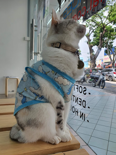 Island Veterinary Clinic and Surgery