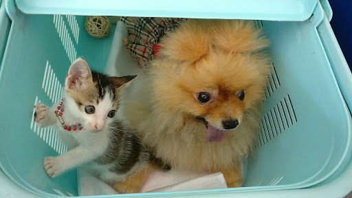 Peng Aun Veterinary Clinic