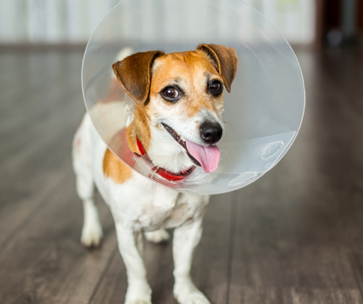 Angsana Veterinary Clinic