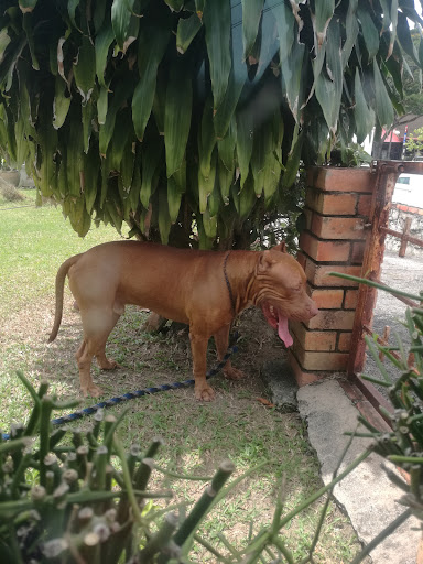 Pava's Animal Clinic