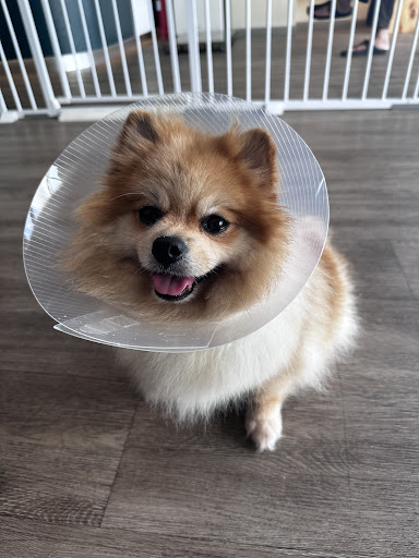 Acuvet Veterinary Clinic (Golden Triangle 2)