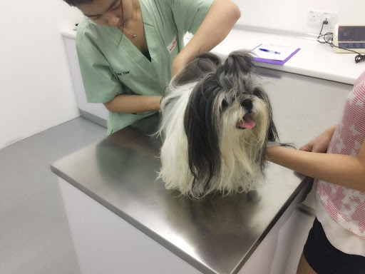 Pawsitive Pet Animal Clinic