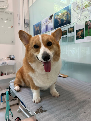 Asia Paws by Dr Susanna Penang