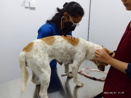 Introvet Animal Clinic