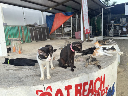 Cat Beach Sanctuary 猫沙滩