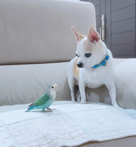 Vet Palms Animal Centre