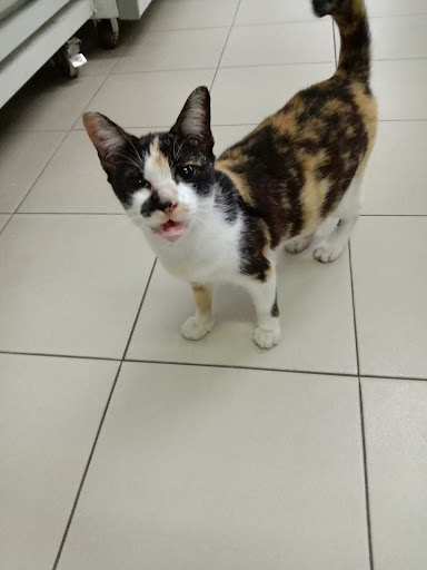 KITTY CAT CARE ENTERPRISE ( BRANCH SUNGAI DUA BUTTERWORTH)