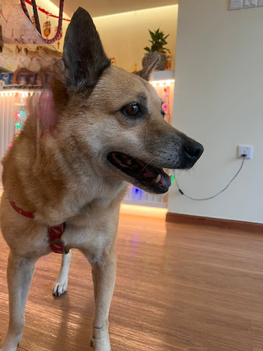 HS Veterinary Clinic