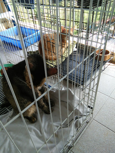 Kitty Cat Care Enterprise