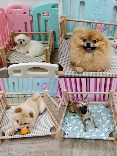 Dog’s Papa & Cat’s Mama Pet Store