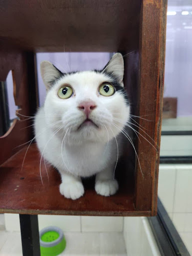 Grahati Pet House