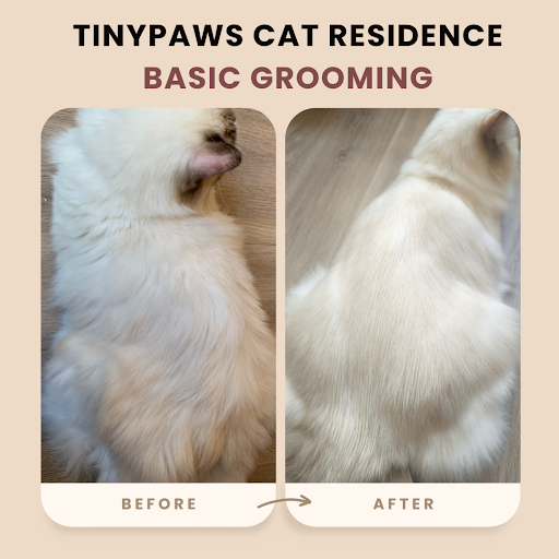 TinyPaws Cat Residence