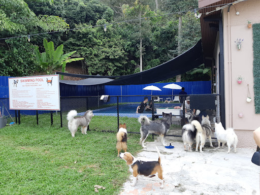 Pet Amazon