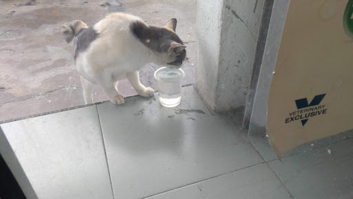Paw Paw Animal Clinic