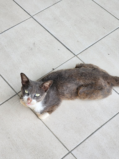 Klinik Vet Bidor