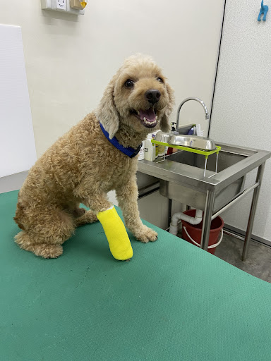 Klinik Haiwan Animal Republic